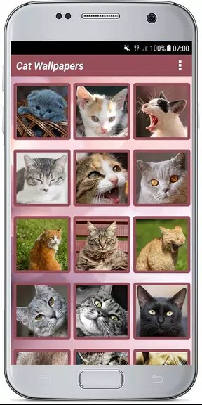 CUTE CAT WALLPAPERS ဖန်သားပြင်ဓာတ်ပုံ 0