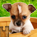 Dogs Jigsaw Puzzle Game Kids