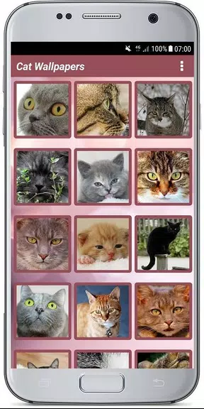 CUTE CAT WALLPAPERS ဖန်သားပြင်ဓာတ်ပုံ 2
