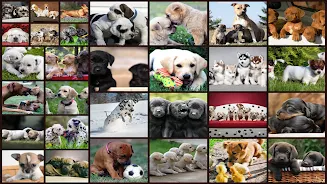 Schermata Dogs Jigsaw Puzzles Game 0