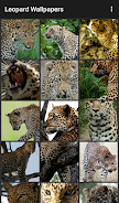 Leopard Wallpapers应用截图第1张