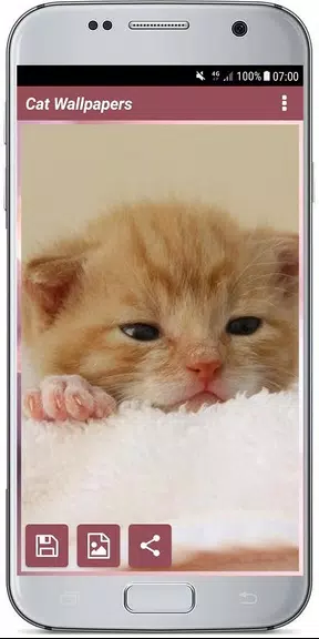 CUTE CAT WALLPAPERS ဖန်သားပြင်ဓာတ်ပုံ 3