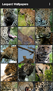 Leopard Wallpapers Ảnh chụp màn hình 0