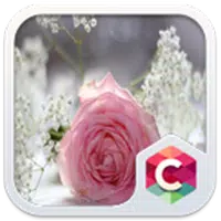 Pretty Pink Rose Theme