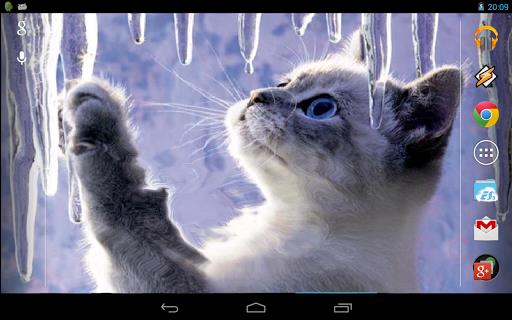 Interactive Kitten ภาพหน้าจอ 3